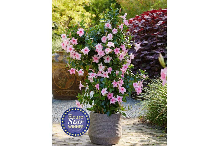 Mandevilla® 'double blush pink' 15cm