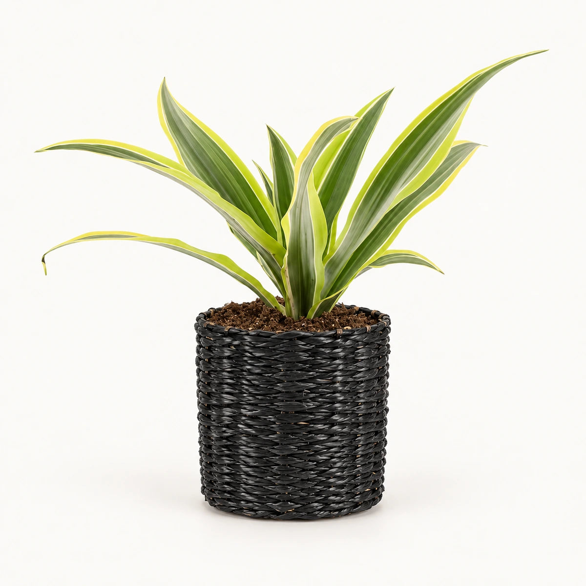 Dracaena 'Lemon Lime' 12cm + Alexis black 13cm (1102736) — 3