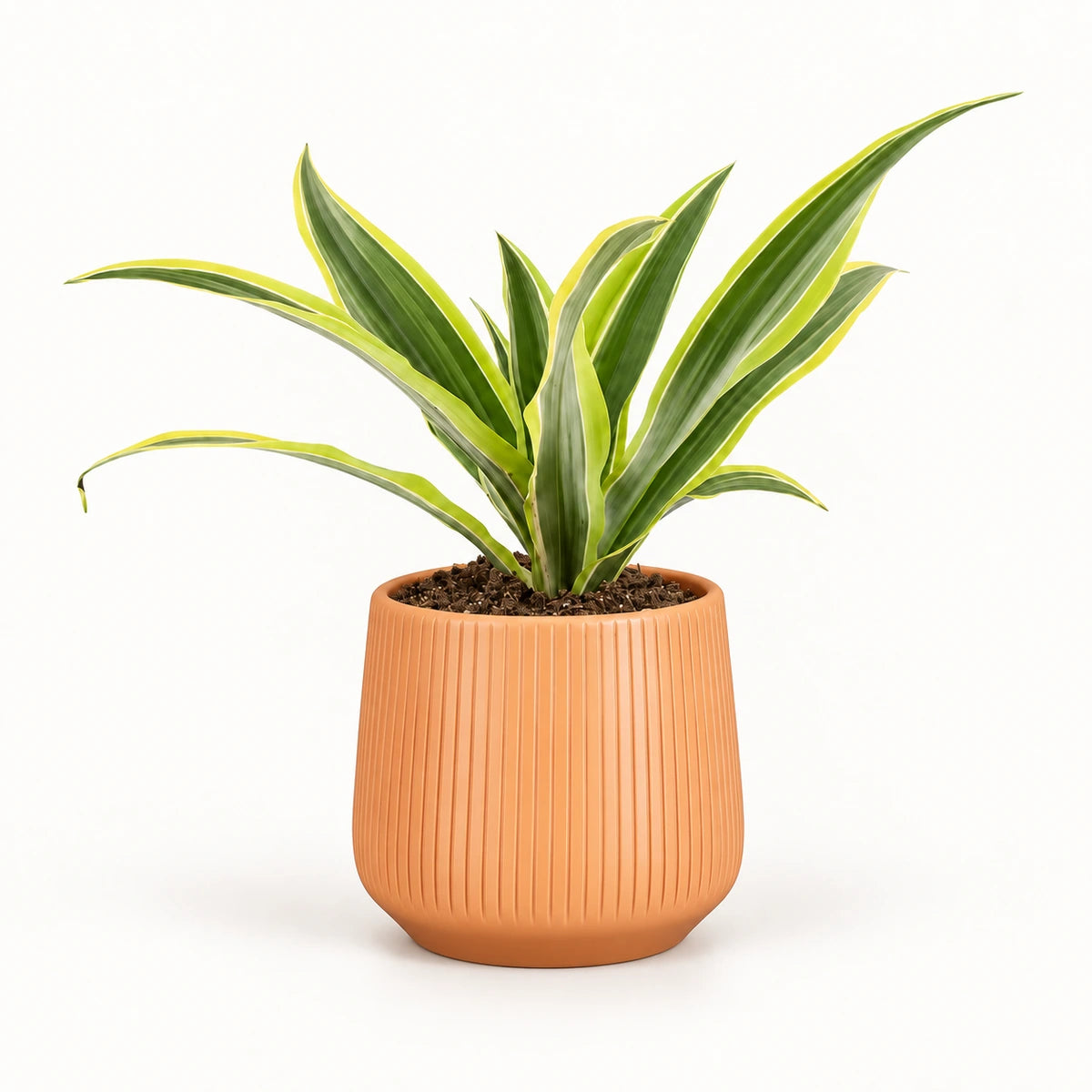 Dracaena 'Lemon Lime' 12cm + Amber orange vertical 13cm (1133678)