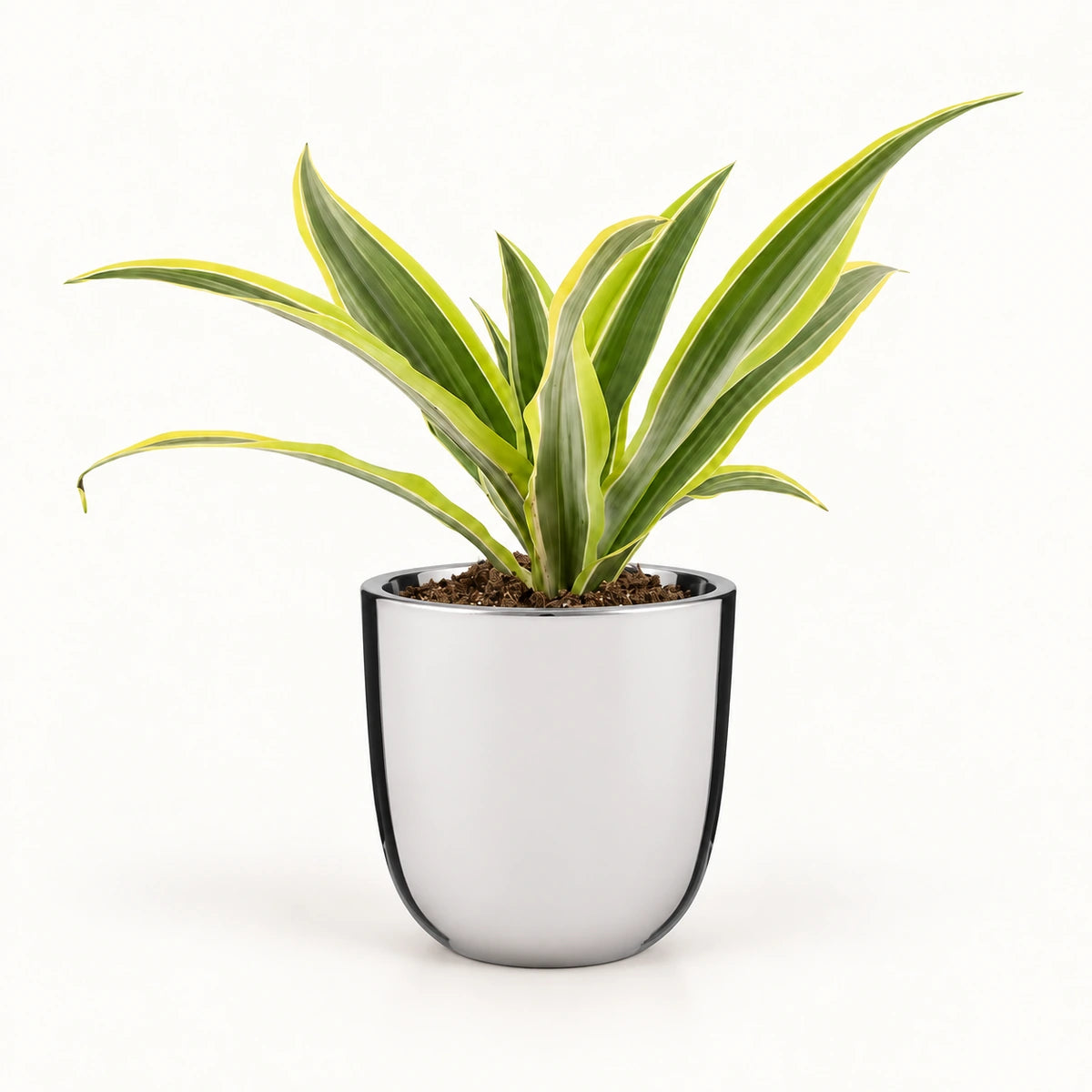 Dracaena 'Lemon Lime' 12cm + Chaz silver 13.5cm (116701)