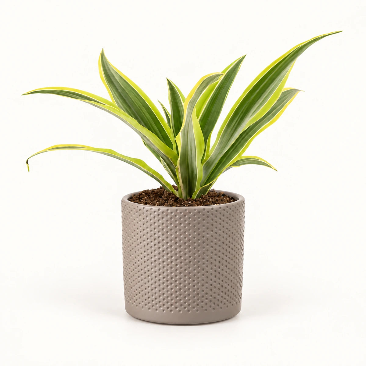 Dracaena 'Lemon Lime' 12cm + Era taupe relief 14cm (1051628)