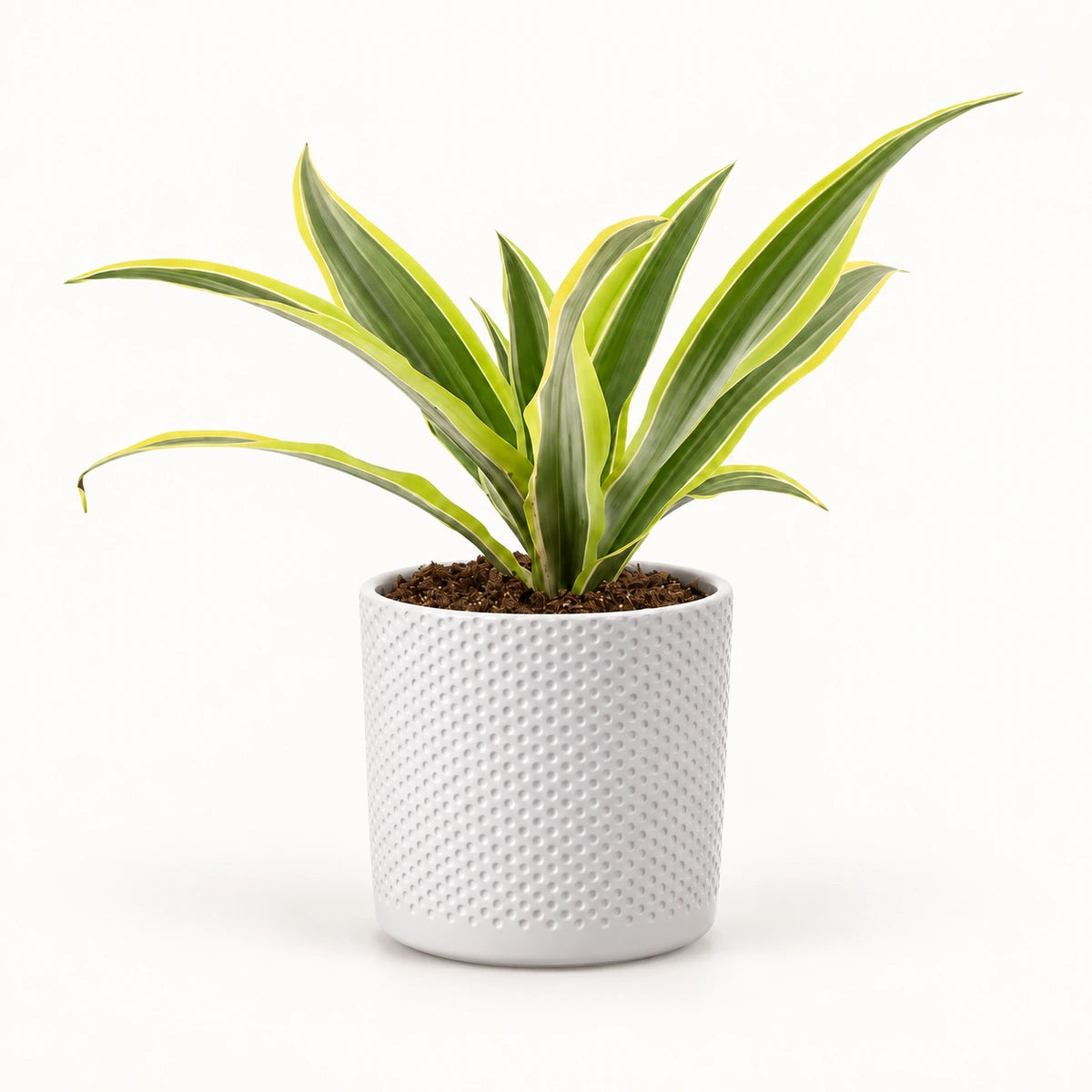 Dracaena 'Lemon Lime' 12cm + Era white relief 14cm (1051623)