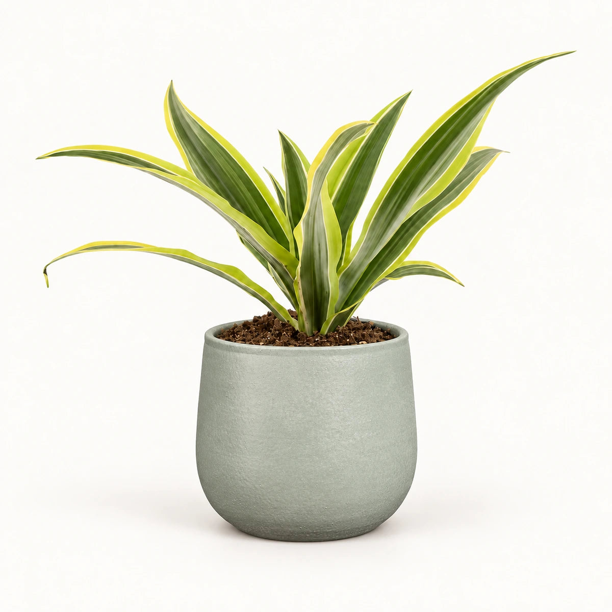 Dracaena 'Lemon Lime' 12cm + Sevilla grey 12.5cm (1175801)