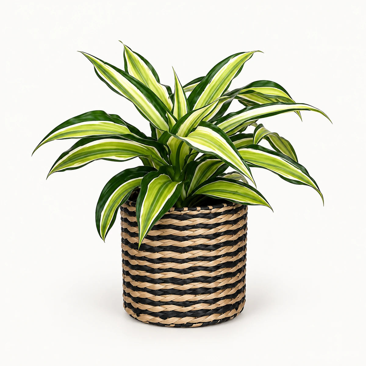 Dracaena 'Malaika' 12cm + Alexis black 13cm (1102736) — σχέδιο 4