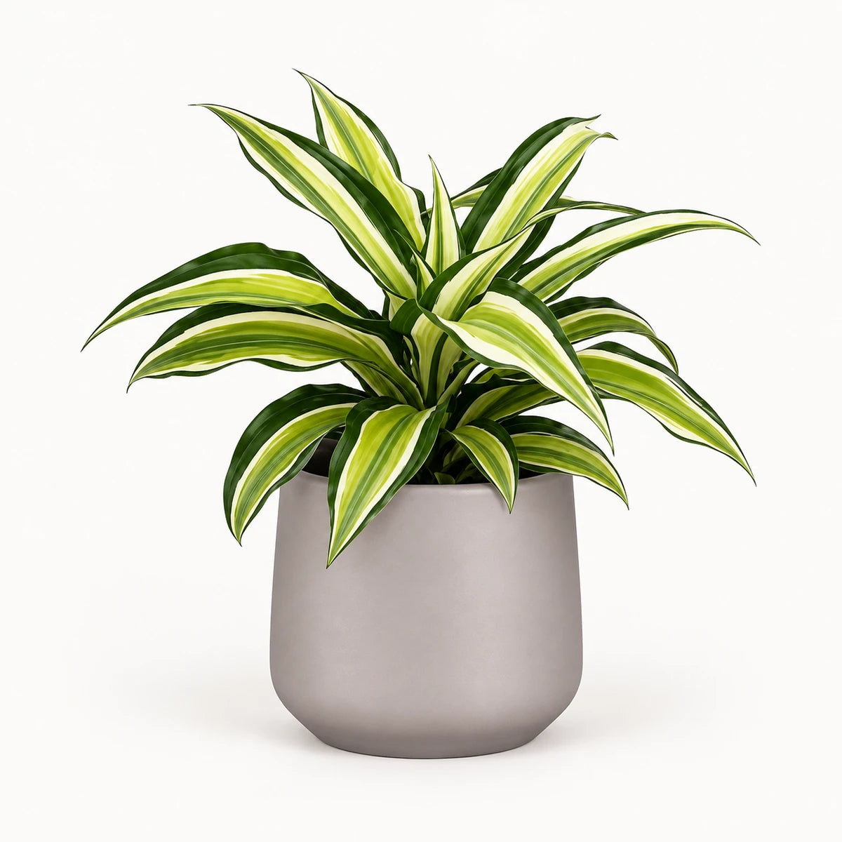 Dracaena 'Malaika' 12cm + Amber taupe matt 12cm (1087665)