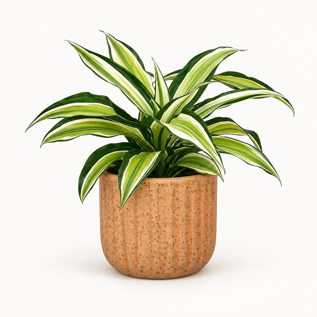 Dracaena 'Malaika' 12cm + Dante l. brown 14cm