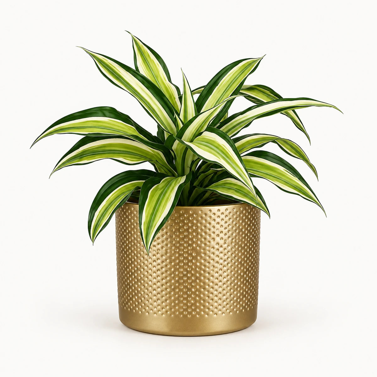 Dracaena 'Malaika' 12cm + Era gold relief 14cm (1059868)