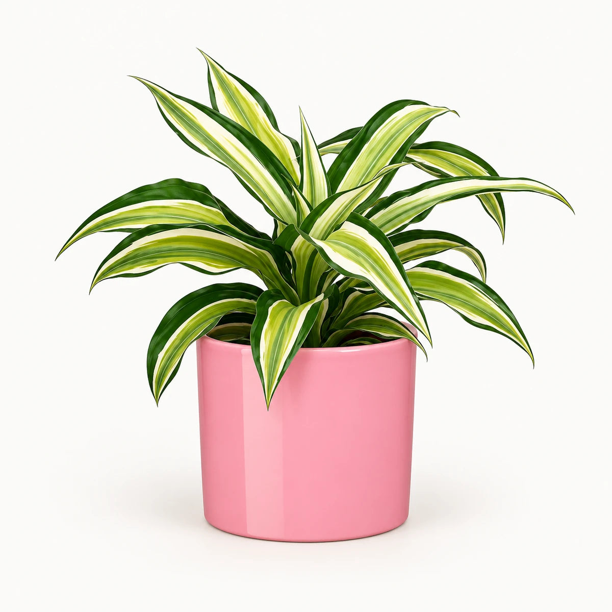 Dracaena 'Malaika' 12cm + Era pink 12cm (1135539)