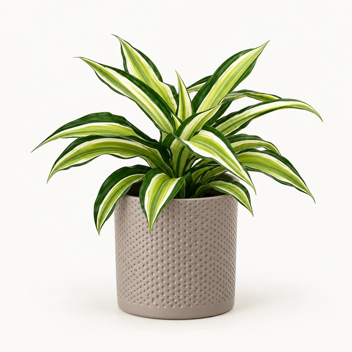 Dracaena 'Malaika' 12cm + Era taupe relief 14cm (1051628)
