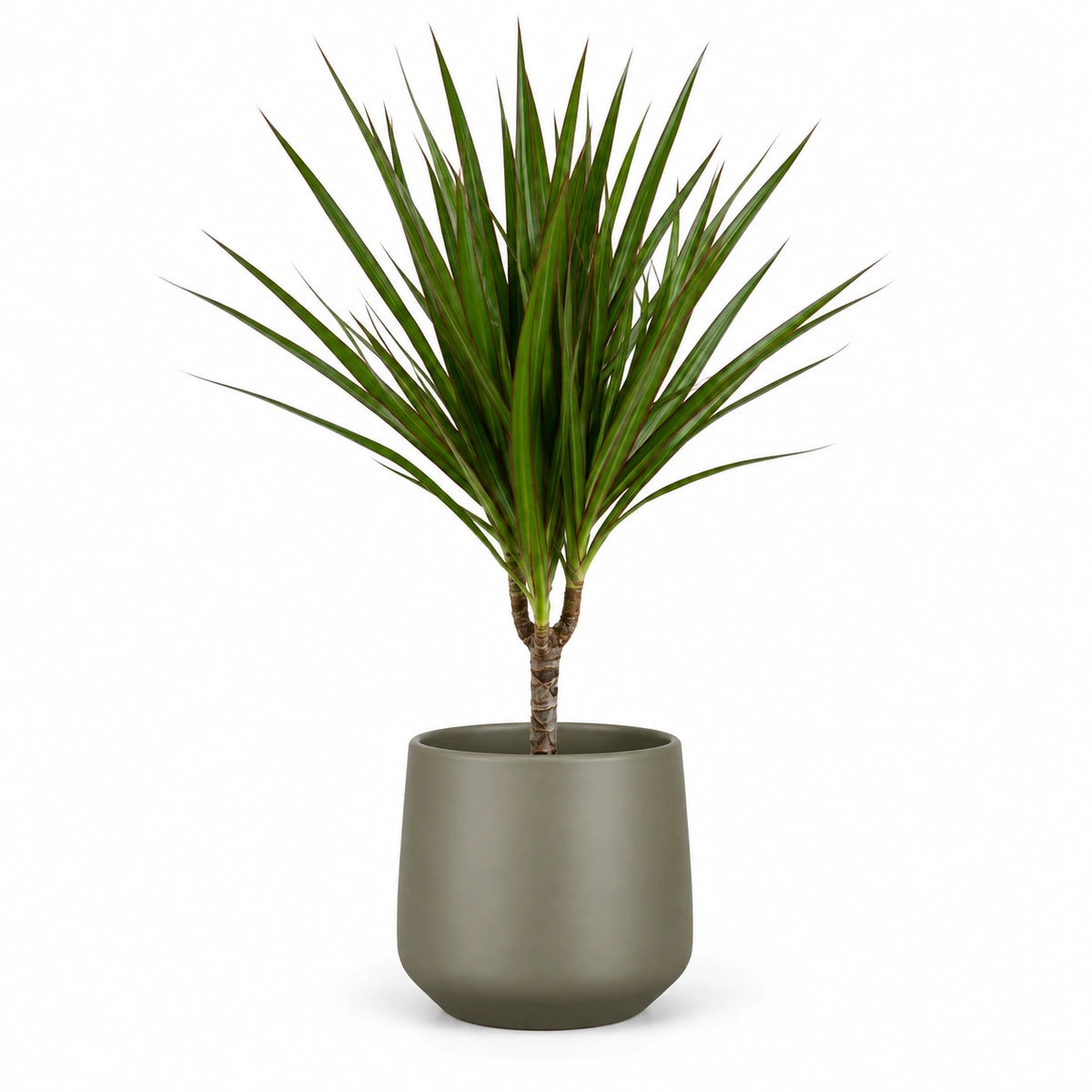 Dracaena marginata 12cm + Amber green matt 13cm (1097324)