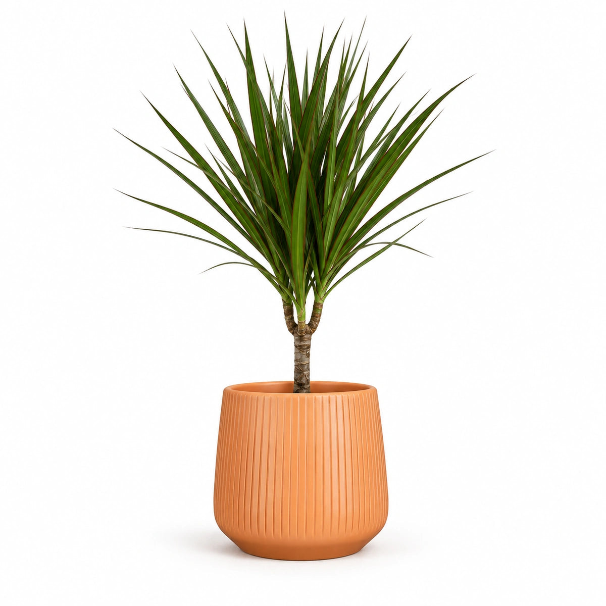 Dracaena marginata 12cm + Amber orange vertical 13cm (1133678)