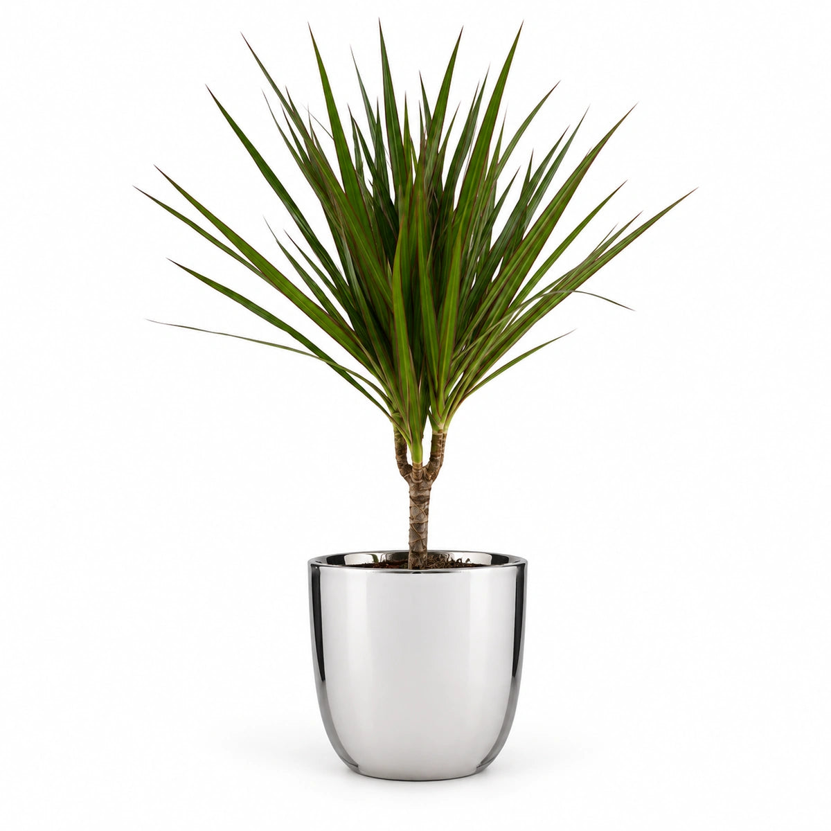 Dracaena marginata 12cm + Chaz silver 15.5cm (116702)