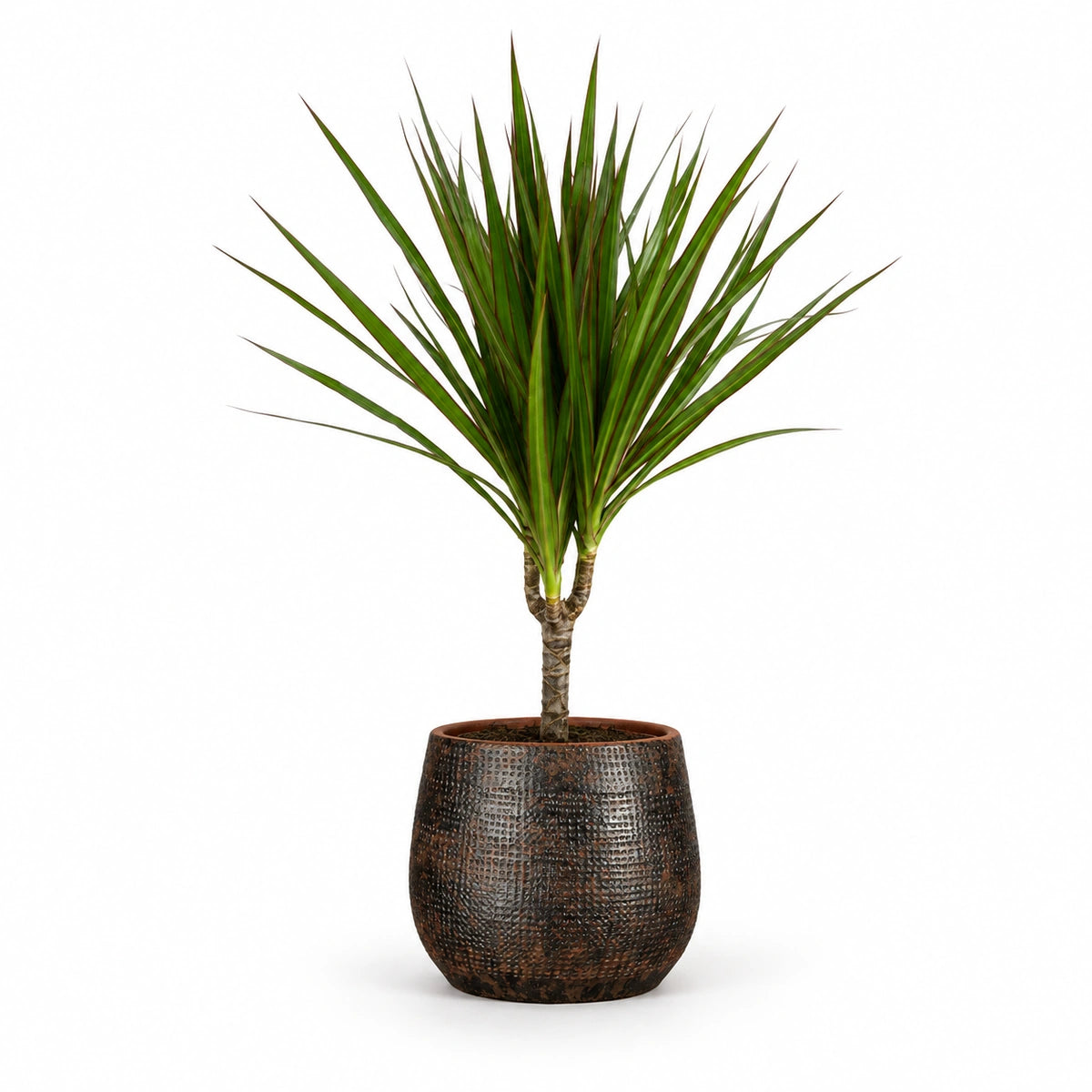 Dracaena marginata 12cm + Enrique brown 13cm (1157584)