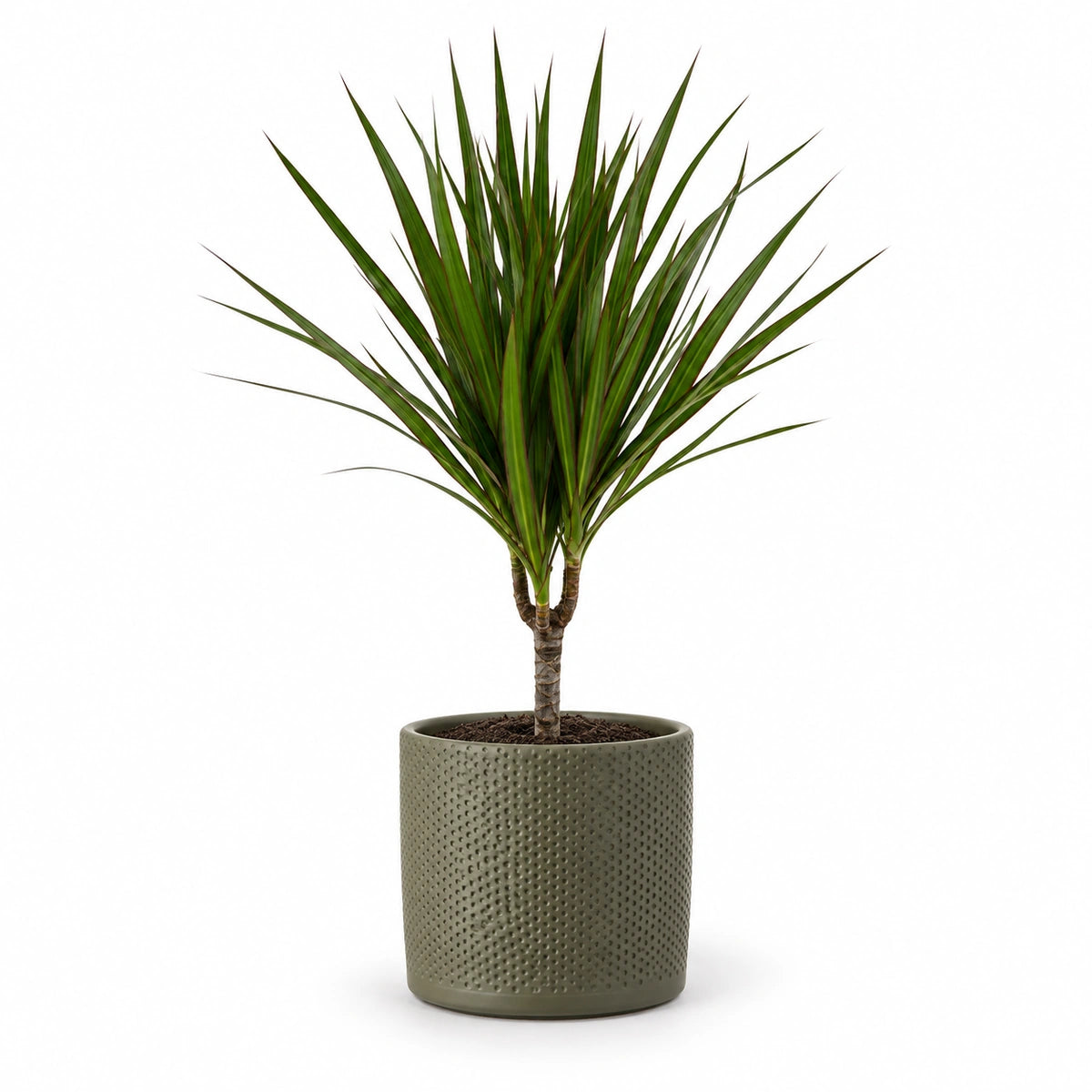 Dracaena marginata 12cm + Era green relief 14cm (1051633)