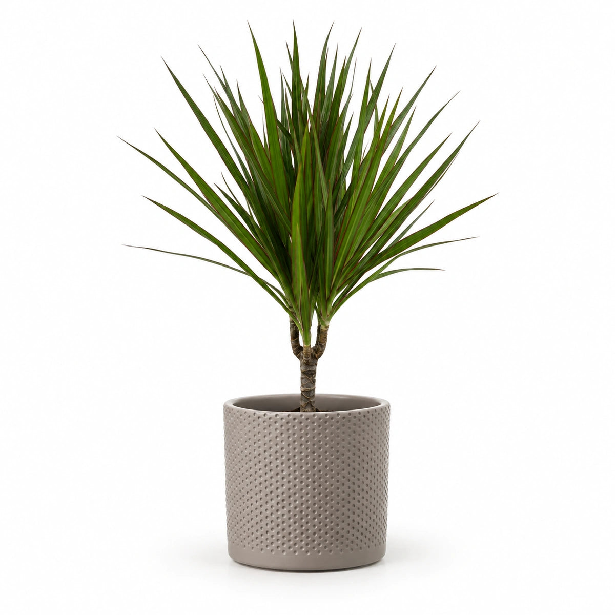 Dracaena marginata 12cm + Era taupe relief 14cm (1051628)