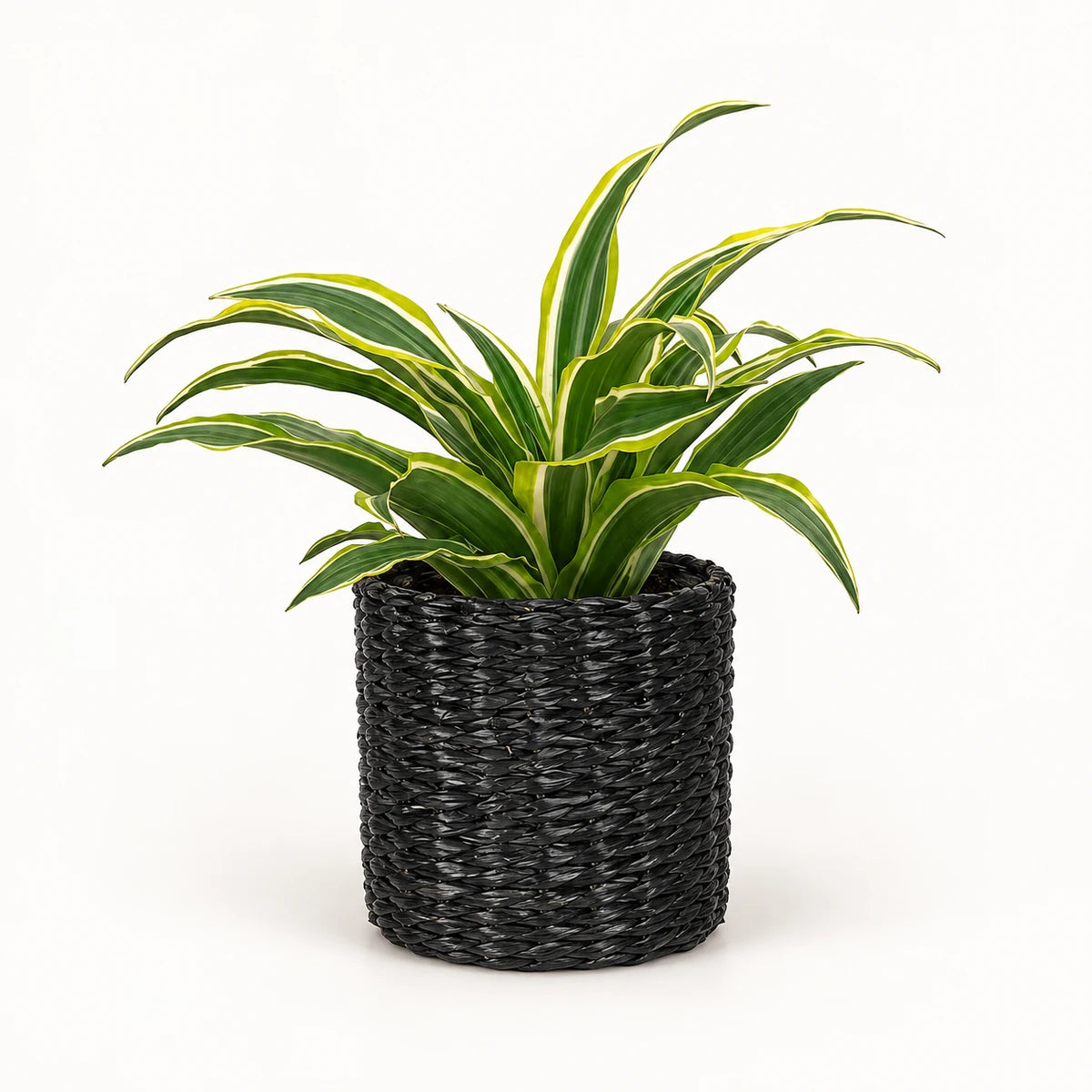 Dracaena 'Surprise' 12cm + Alexis black 13cm (1102736) — 3