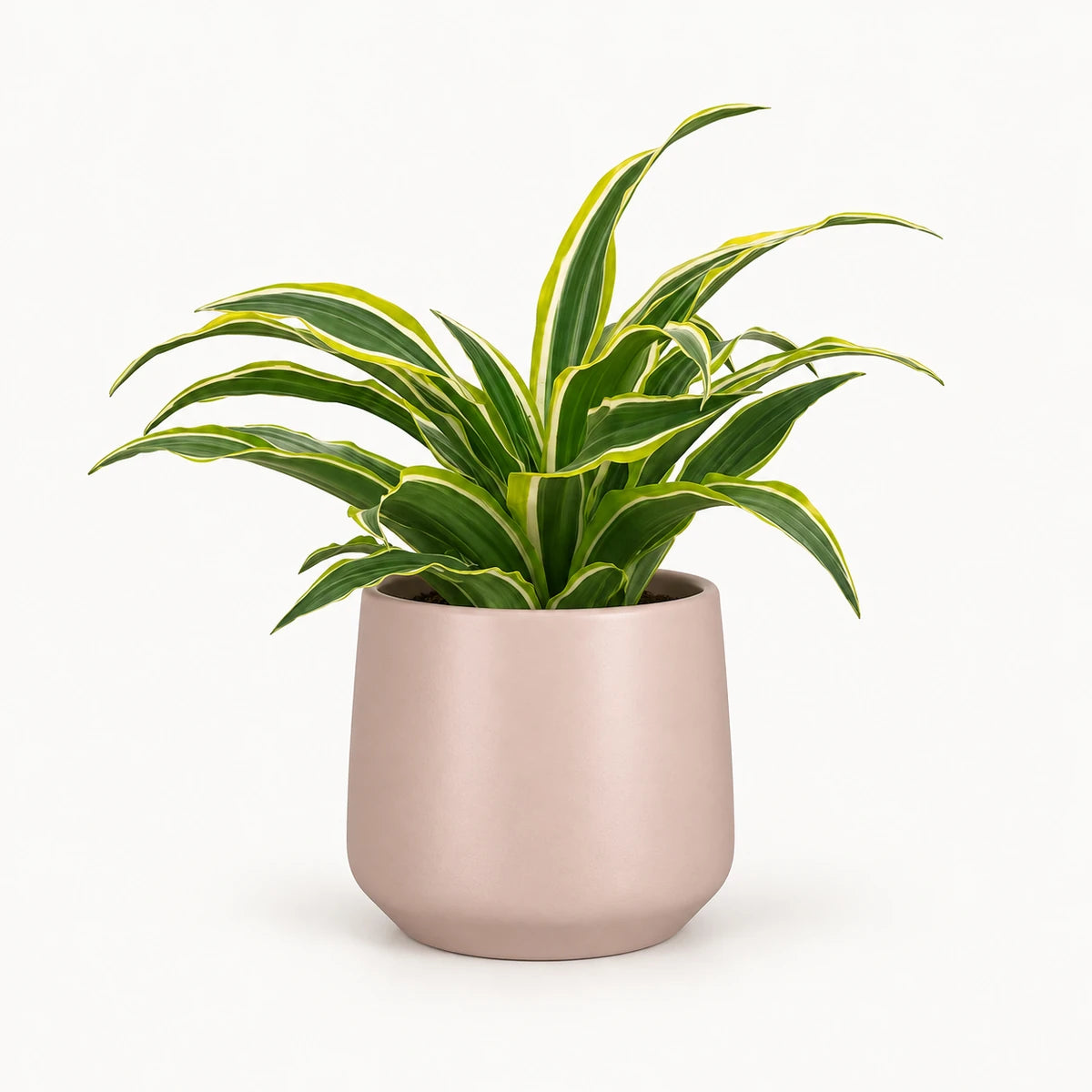 Dracaena 'Surprise' 12cm + Amber l. pink matt 13cm (1097325)