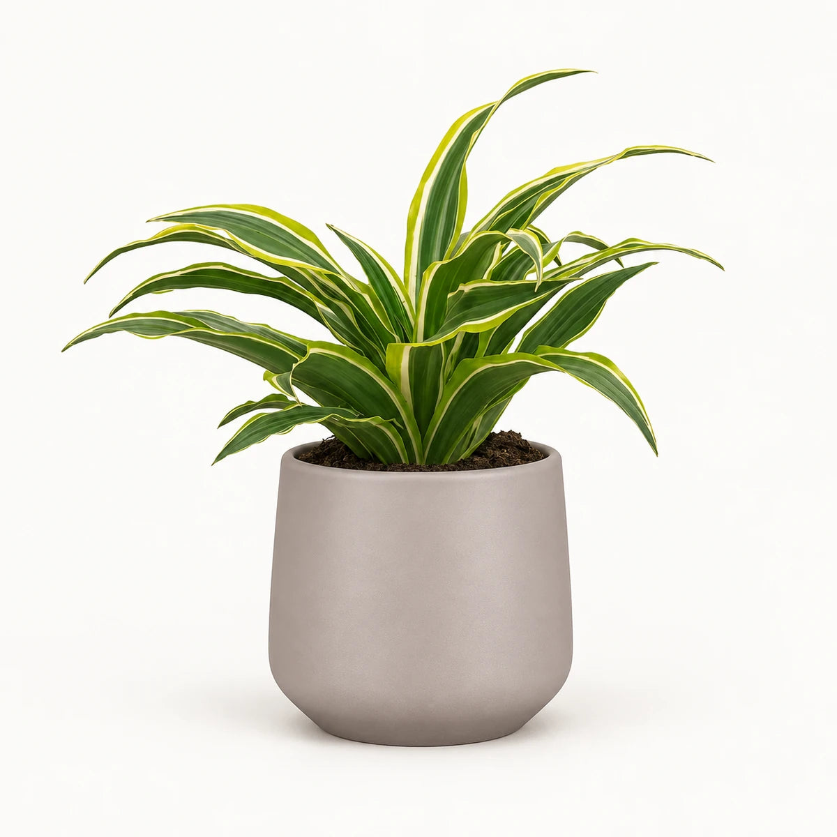 Dracaena 'Surprise' 12cm + Amber taupe matt 12cm (1087665)