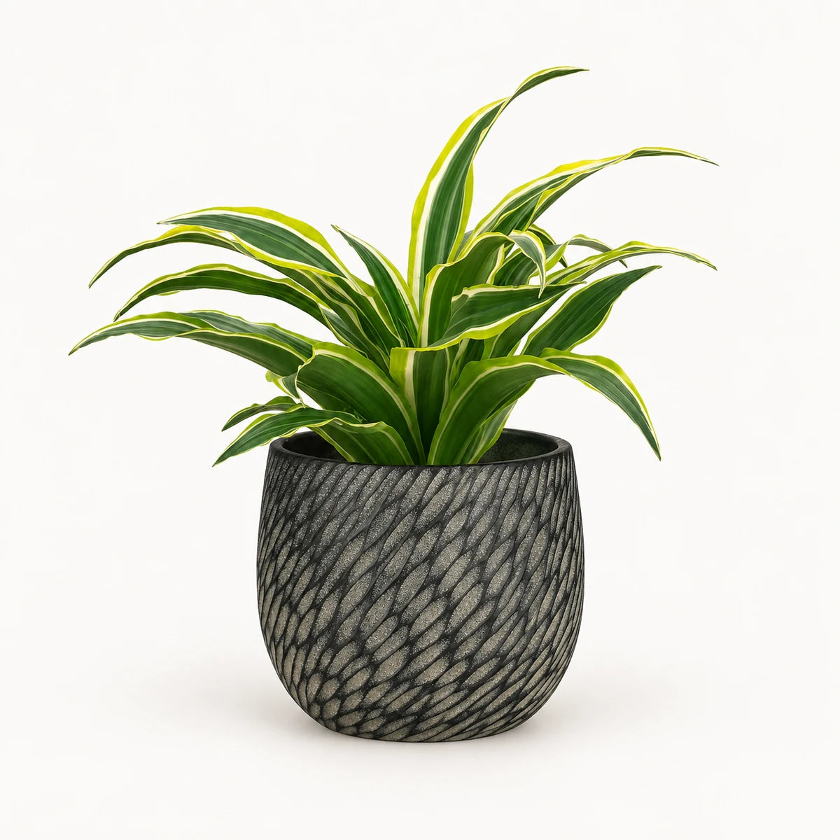 Dracaena 'Surprise' 12cm + Elio anthracite 12.5cm (1163962)