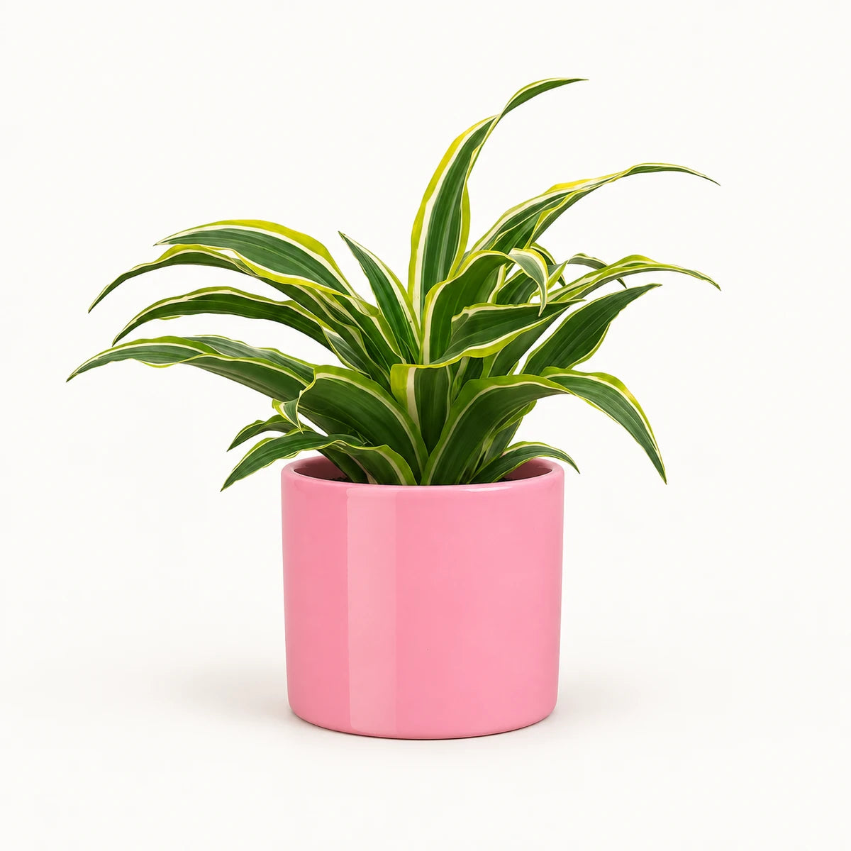 Dracaena 'Surprise' 12cm + Era pink 12cm (1135539)