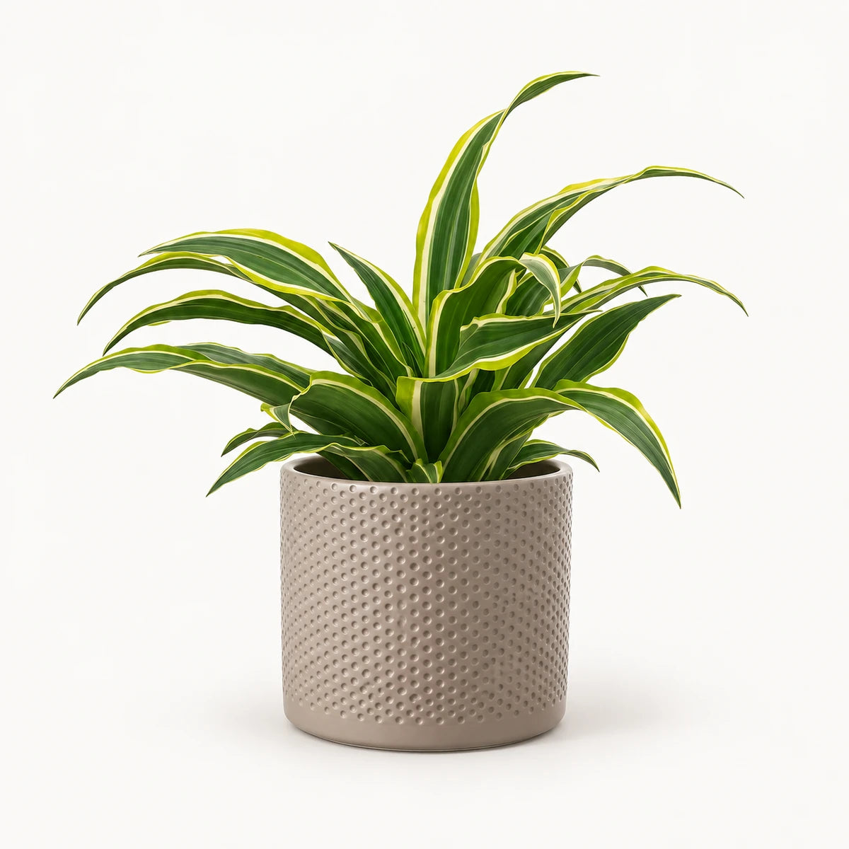 Dracaena 'Surprise' 12cm + Era taupe relief 12cm (1051627)