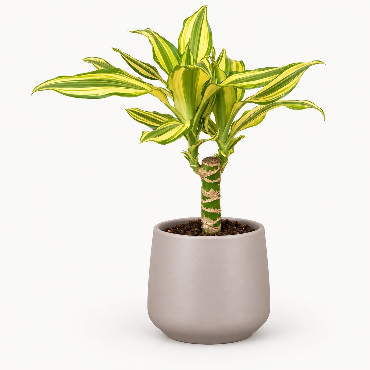 Dracaena 'Yellow Coast' 12cm + Amber taupe matt 13cm