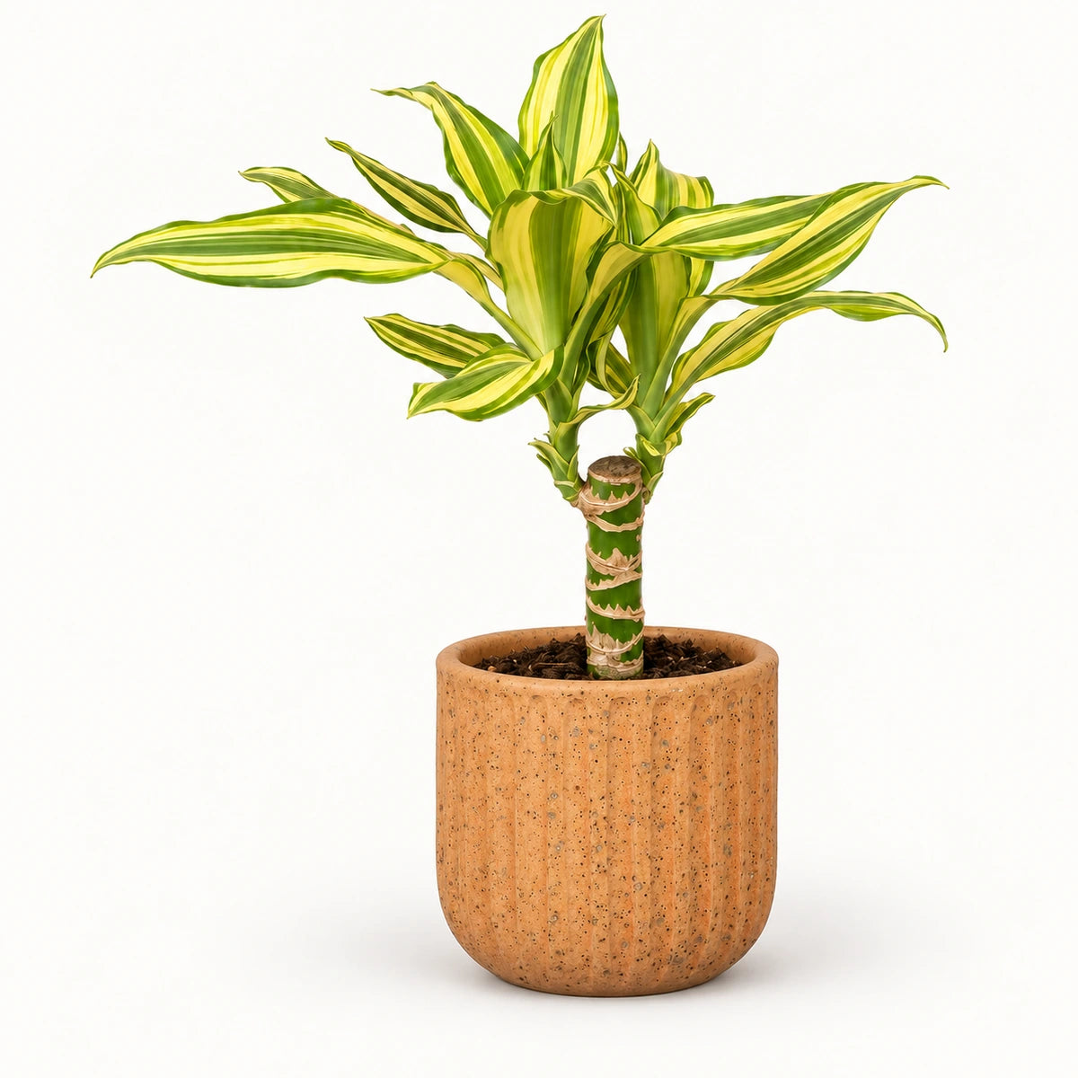 Dracaena 'Yellow Coast' 12cm + Dante l. brown 14cm