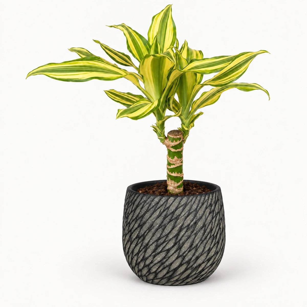 Dracaena 'Yellow Coast' 12cm + Elio anthracite 12.5cm