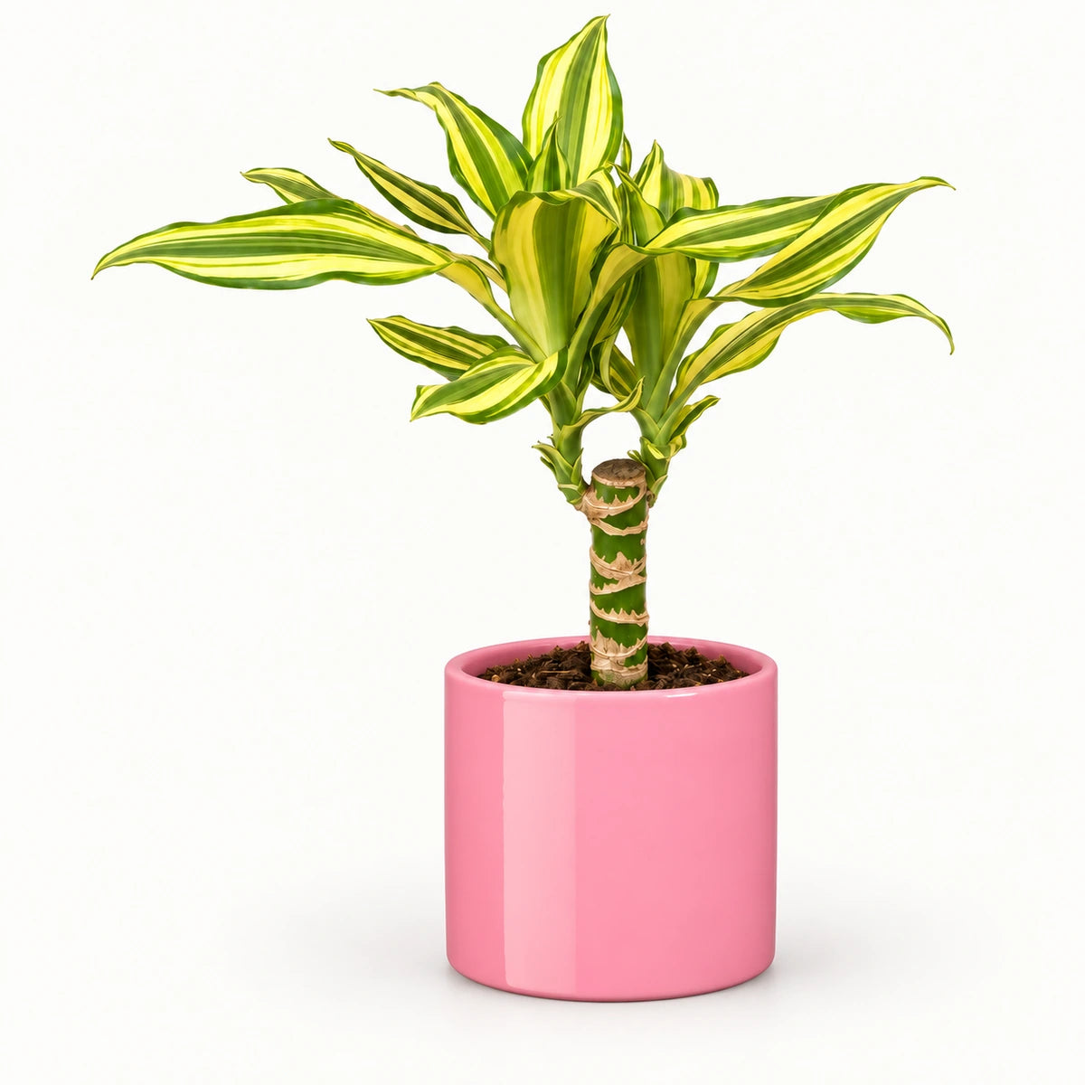 Dracaena 'Yellow Coast' 12cm + Era pink 12cm