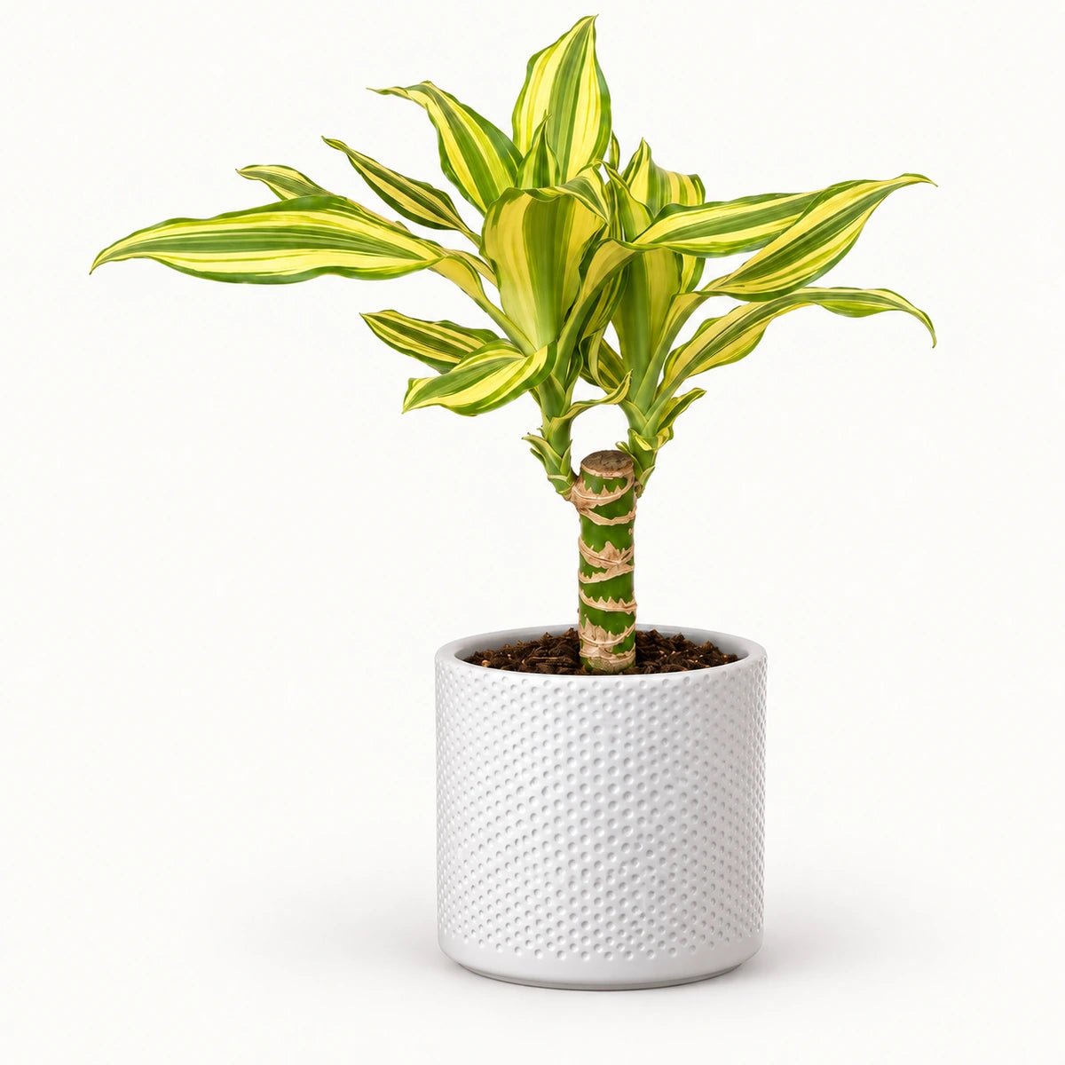 Dracaena 'Yellow Coast' 12cm + Era white relief 14cm