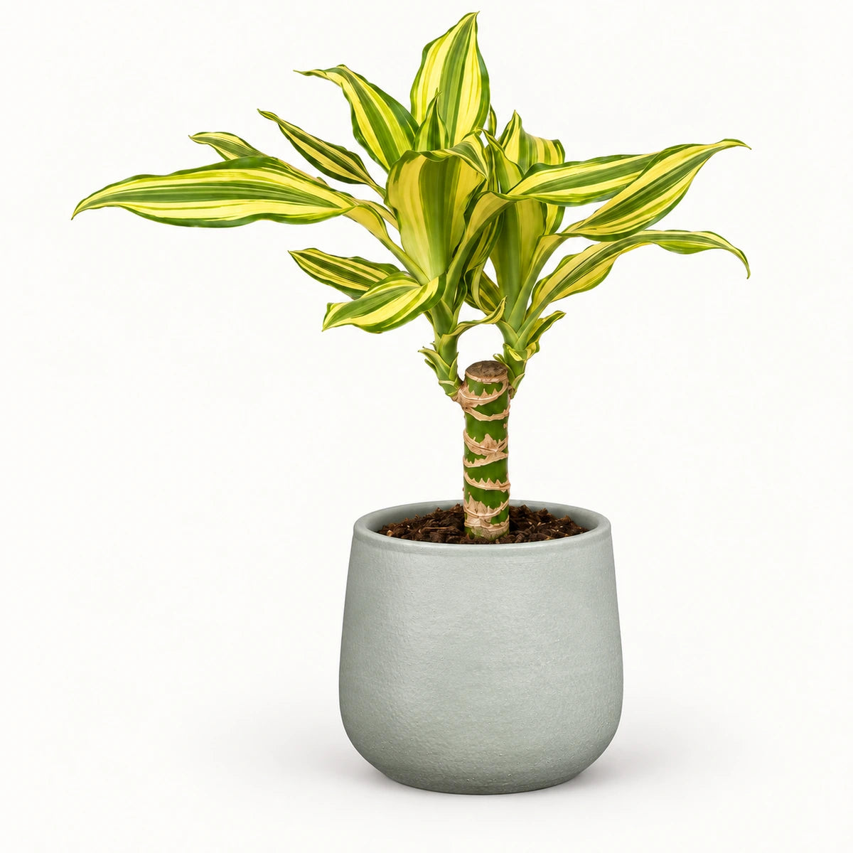Dracaena 'Yellow Coast' 12cm + Sevilla grey 12.5cm