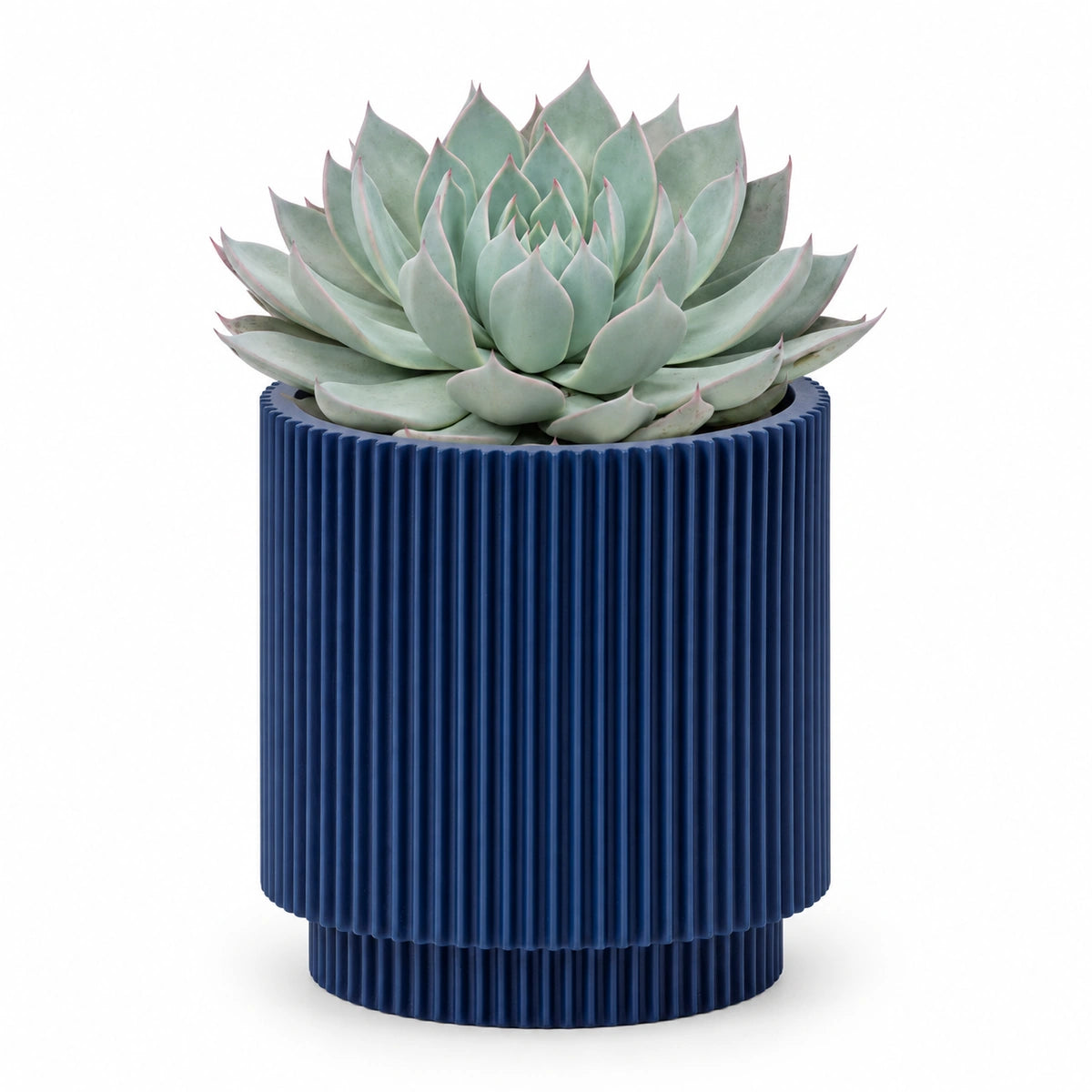 Echeveria 'aquila' 13cm + Capi Vase cylinder groove dark blue 15cm (BGVDB313)