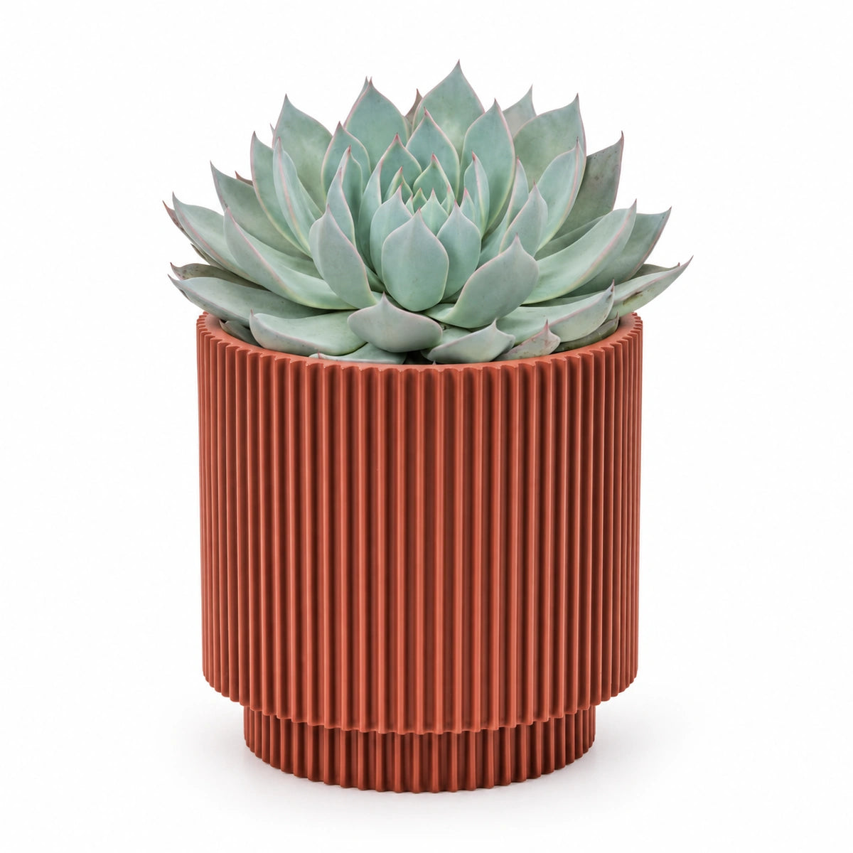 Echeveria 'aquila' 13cm + Capi Vase cylinder groove merlot-red 15cm (BGVMR313)