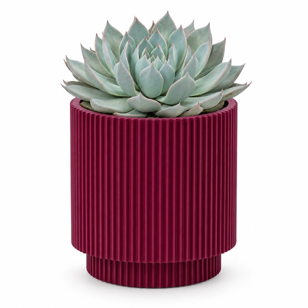Echeveria 'aquila' 13cm + Capi Vase cylinder groove purple 15cm (BGVP313)