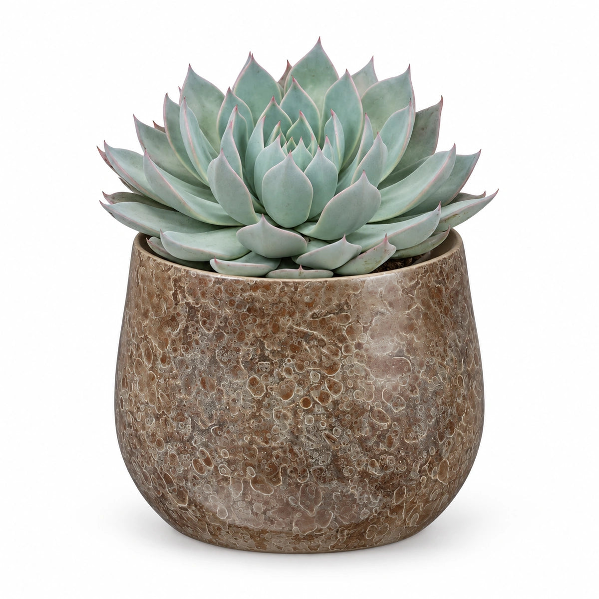 Echeveria 'aquila' 13cm + Oliver brown 16cm (1074549)