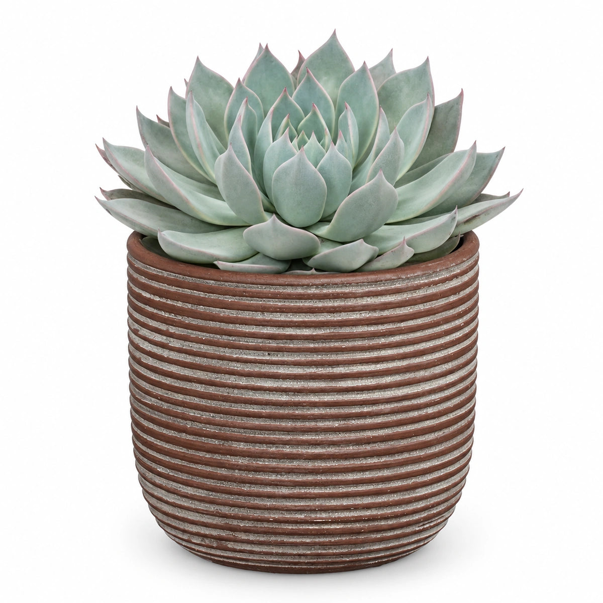 Echeveria 'aquila' 13cm + Samuel brown 14cm (1176186)