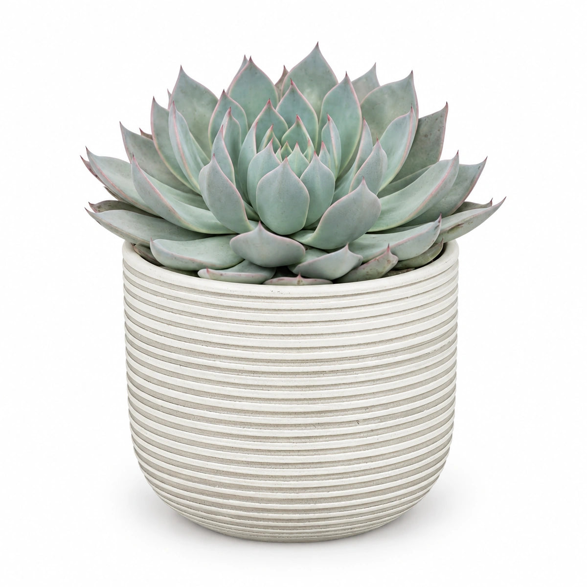 Echeveria 'aquila' 13cm + Samuel white 14cm (1176174)
