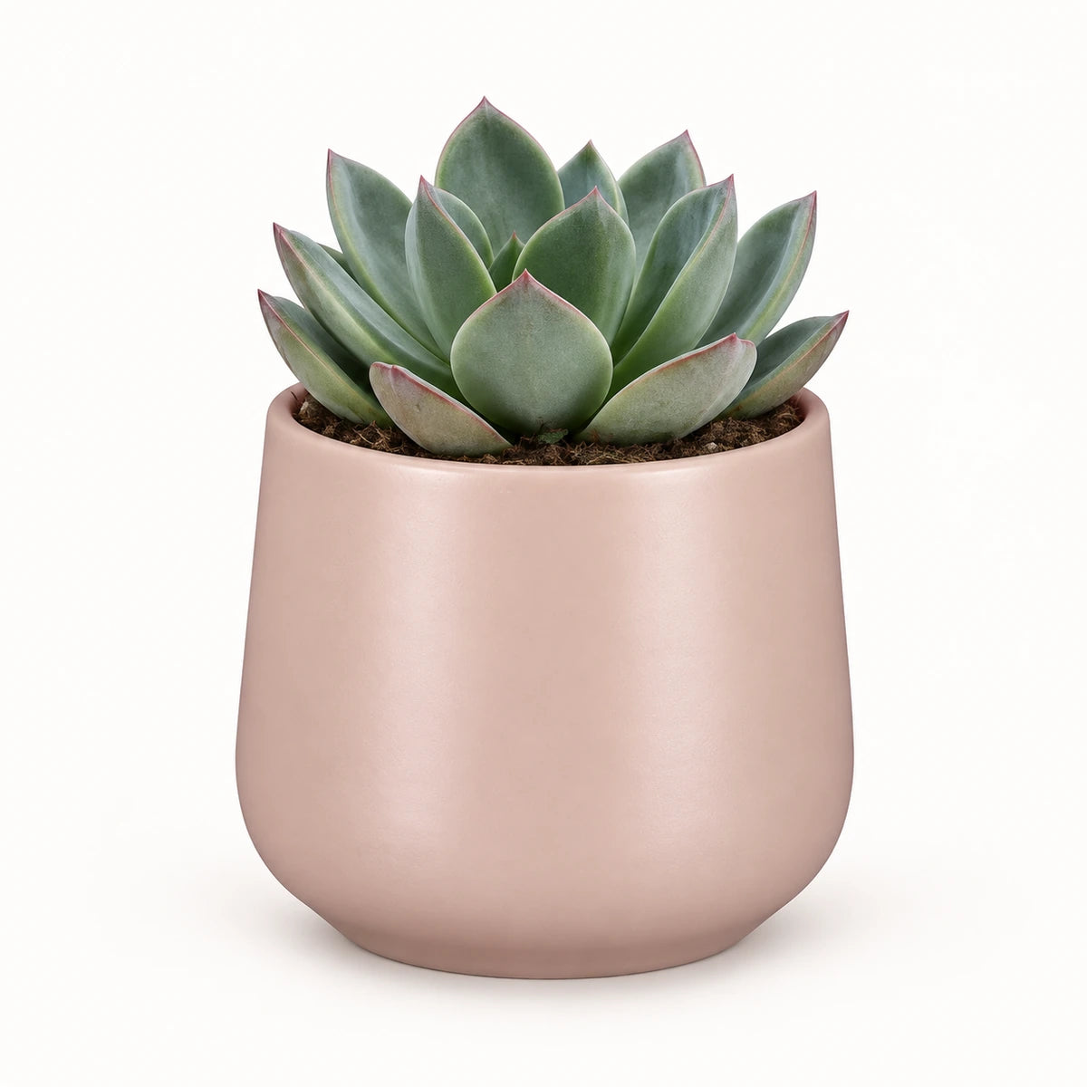 Echeveria 'blue prince' 8.5cm + Amber l. pink matt 8.5cm (1094376)