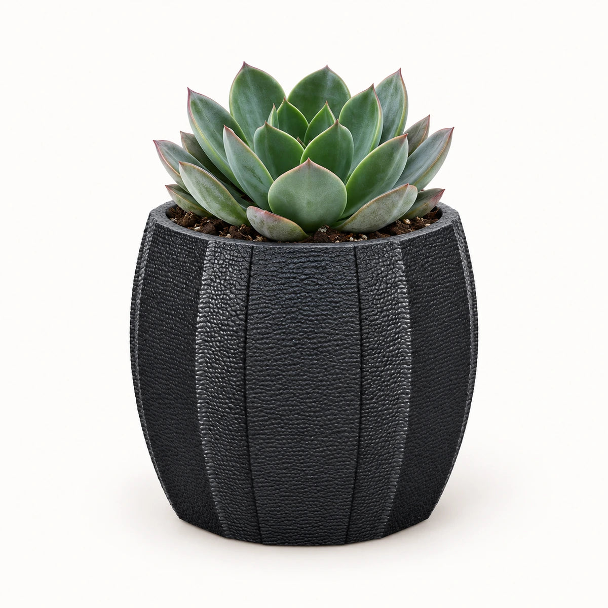 Echeveria 'blue prince' 8.5cm + Capi elegant wide arc anthracite 12cm (BARA292)