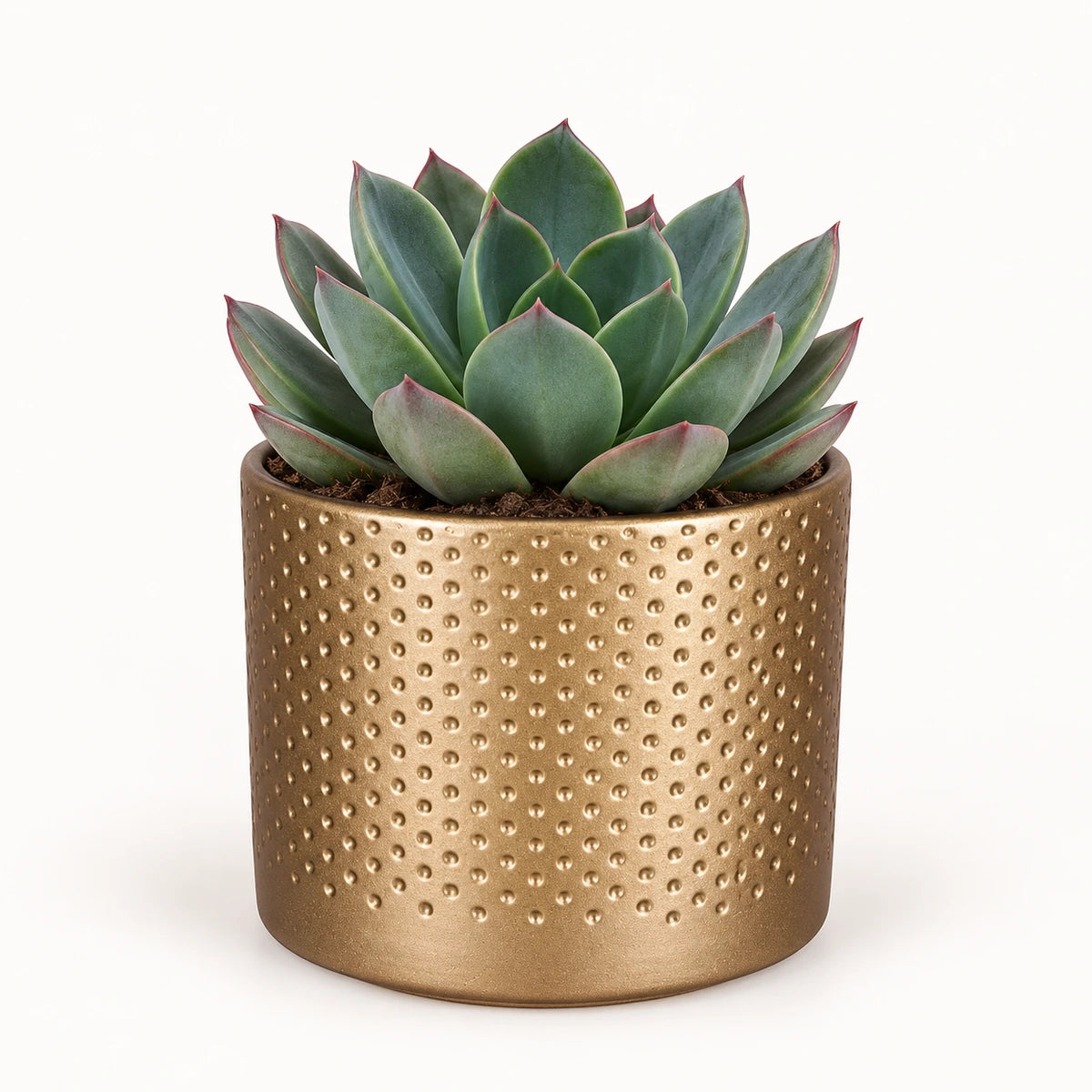 Echeveria 'blue prince' 8.5cm + Era gold relief 8.5cm (1096073)