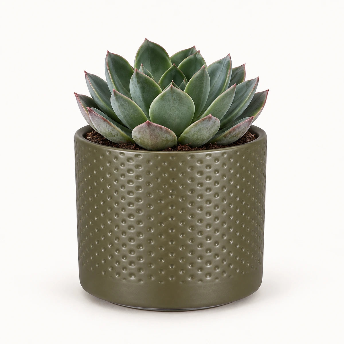 Echeveria 'blue prince' 8.5cm + Era green relief 8.5cm (1096064)