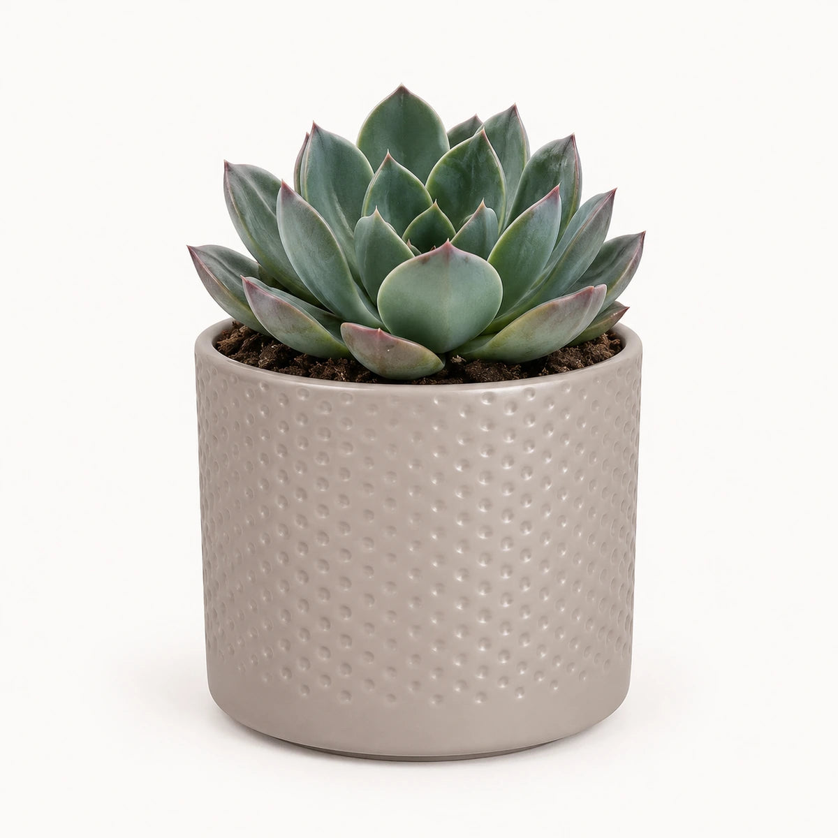 Echeveria 'blue prince' 8.5cm + Era taupe relief 8.5cm (1096062)