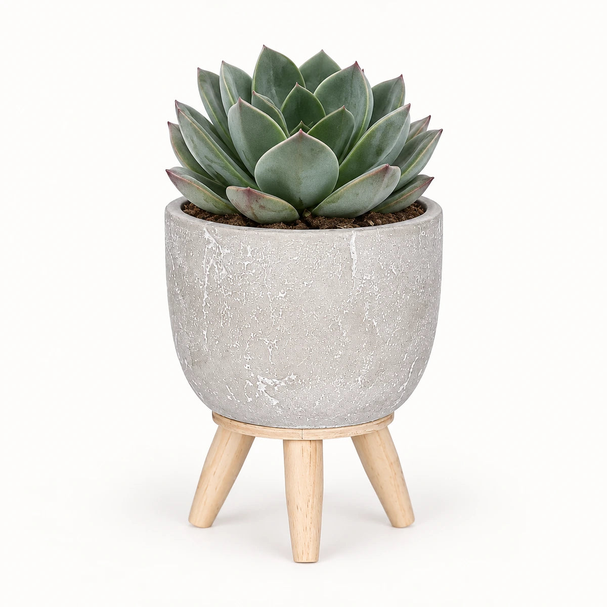 Echeveria 'blue prince' 8.5cm + Jimmy on stand l.grey 10.5cm (1095042)