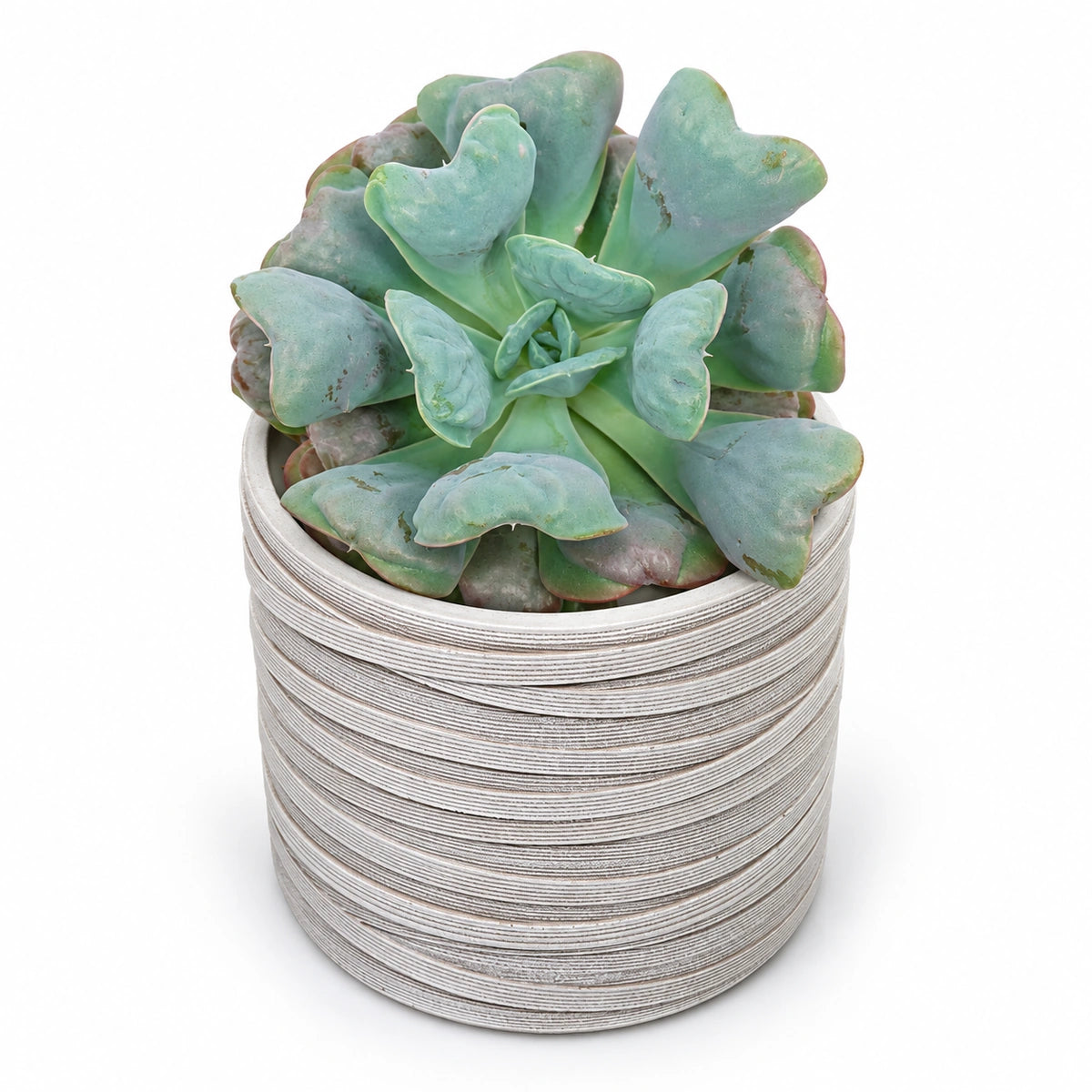 Echeveria 'blue heart' 10.5cm + Capi cylinder loop ivory 12cm (BLPI211)