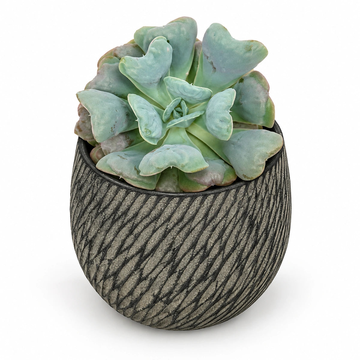 Echeveria 'blue heart' 10.5cm + Elio anthracite 11cm (1163961)