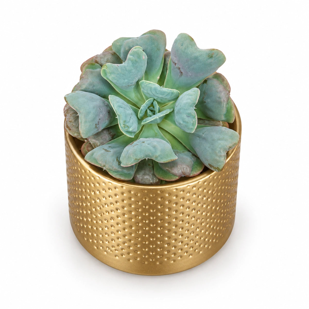 Echeveria 'blue heart' 10.5cm + Era gold relief 10.5cm (1059866)