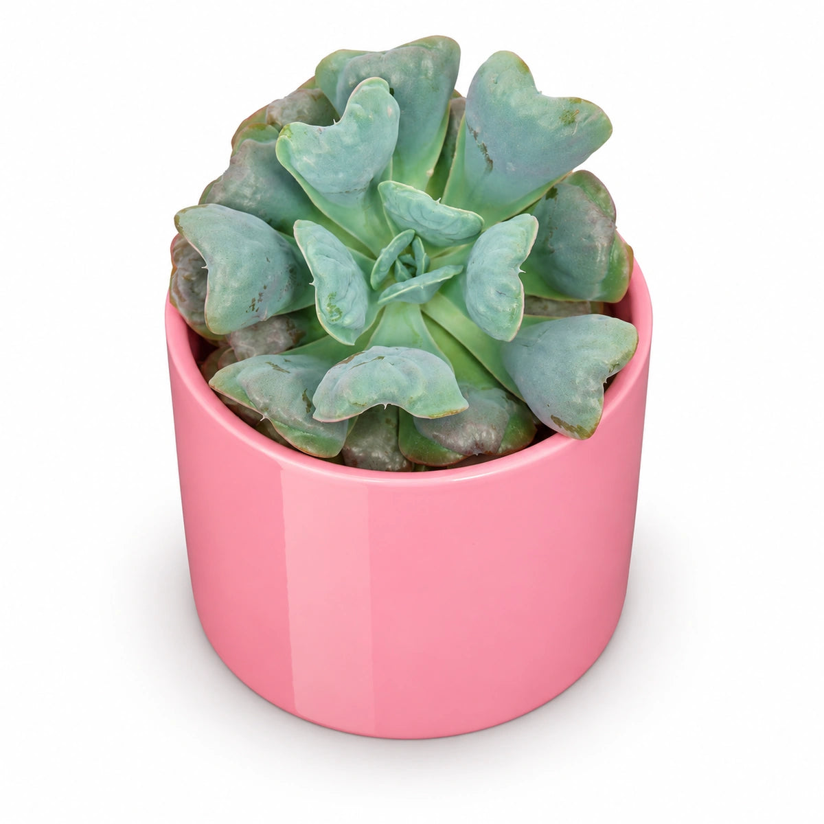 Echeveria 'blue heart' 10.5cm + Era pink 10.5cm (1135536)