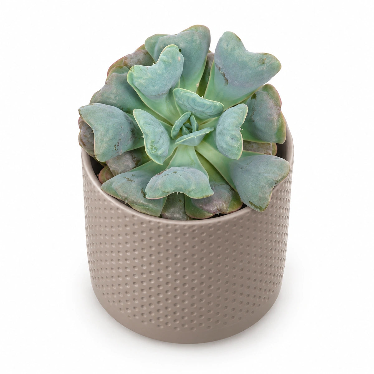 Echeveria 'blue heart' 10.5cm + Era taupe relief 10.5cm (1051626)