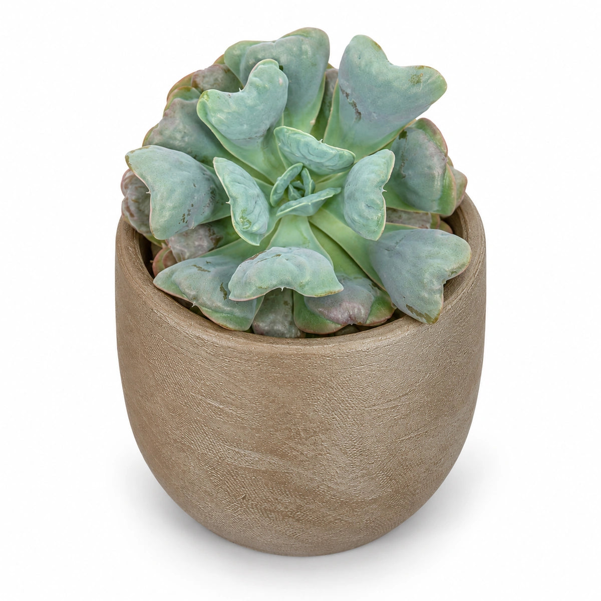 Echeveria 'blue heart' 10.5cm + Nora taupe 11cm (1074611)