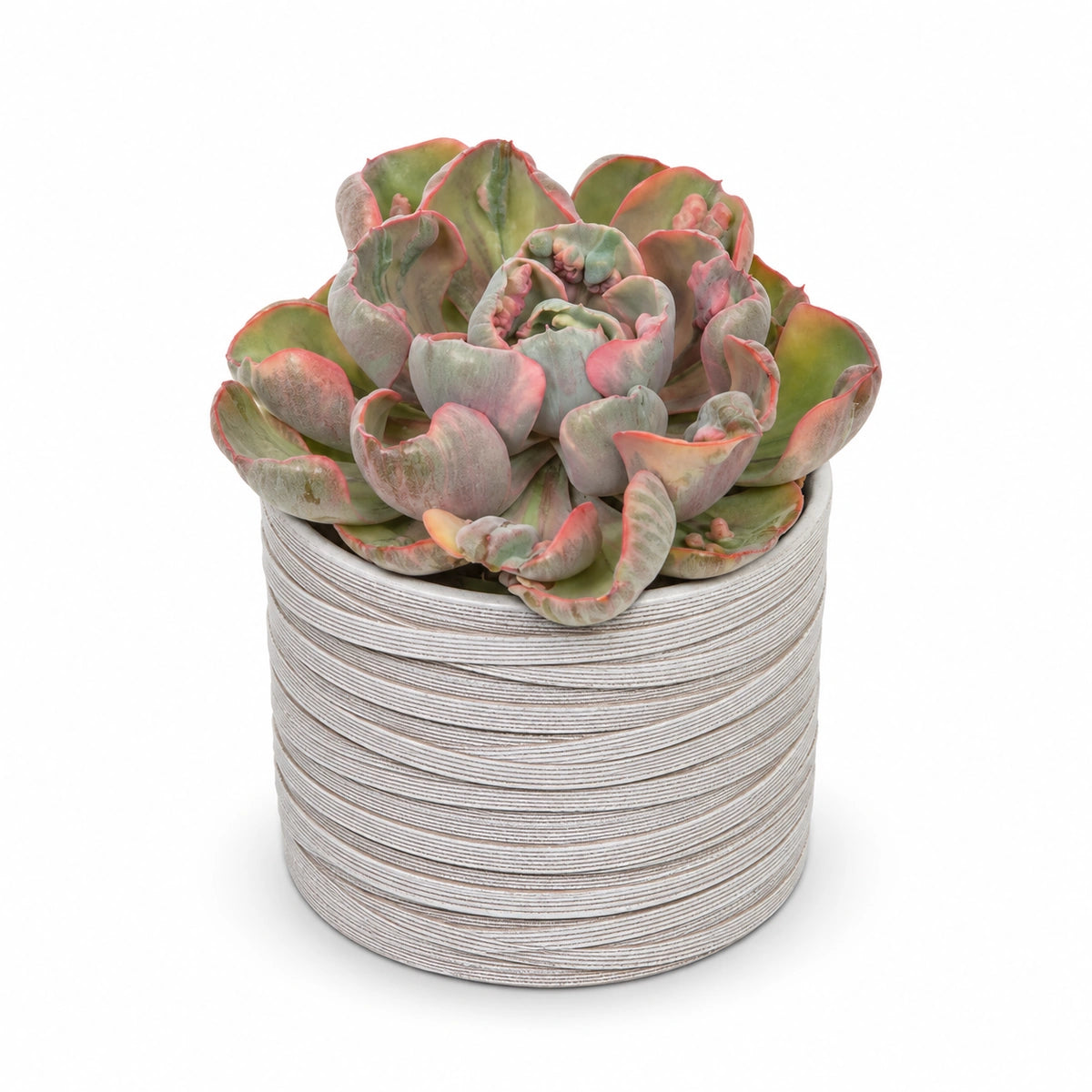 Echeveria ‘Cleopatra’ 10.5cm + Capi cylinder loop ivory 12cm (BLPI211)